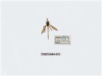 藏品(雙翅目)的圖片